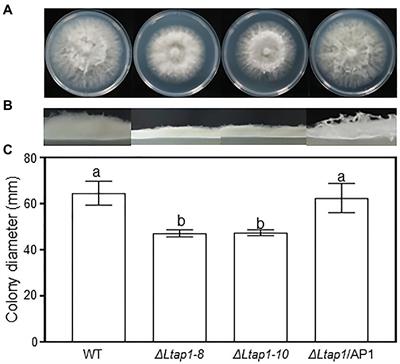 The bZIP Transcription Factor LtAP1 Modulates Oxidative Stress Tolerance and Virulence in the Peach Gummosis Fungus Lasiodiplodia theobromae